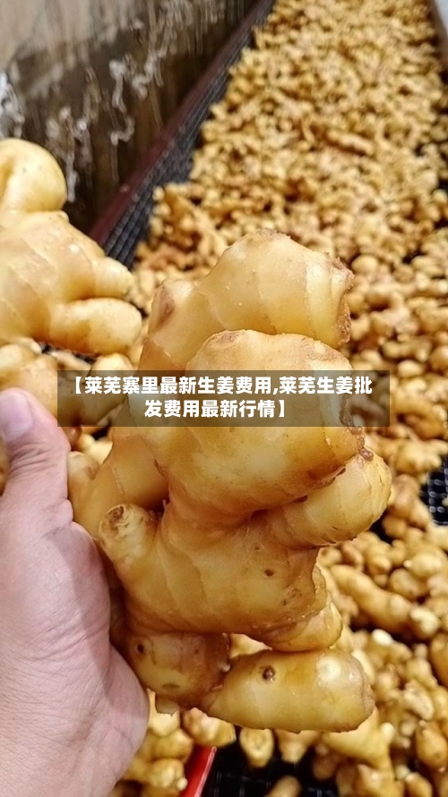 【莱芜寨里最新生姜费用,莱芜生姜批发费用最新行情】